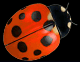 Alles Spitze King of Luck online spiele Marienkäfer symbol